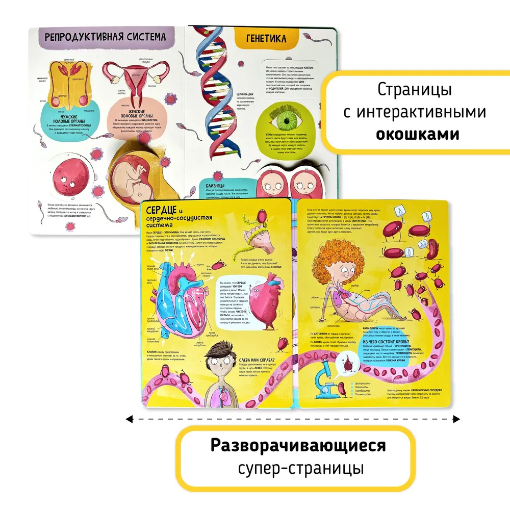 Фото книги Тело человека 2