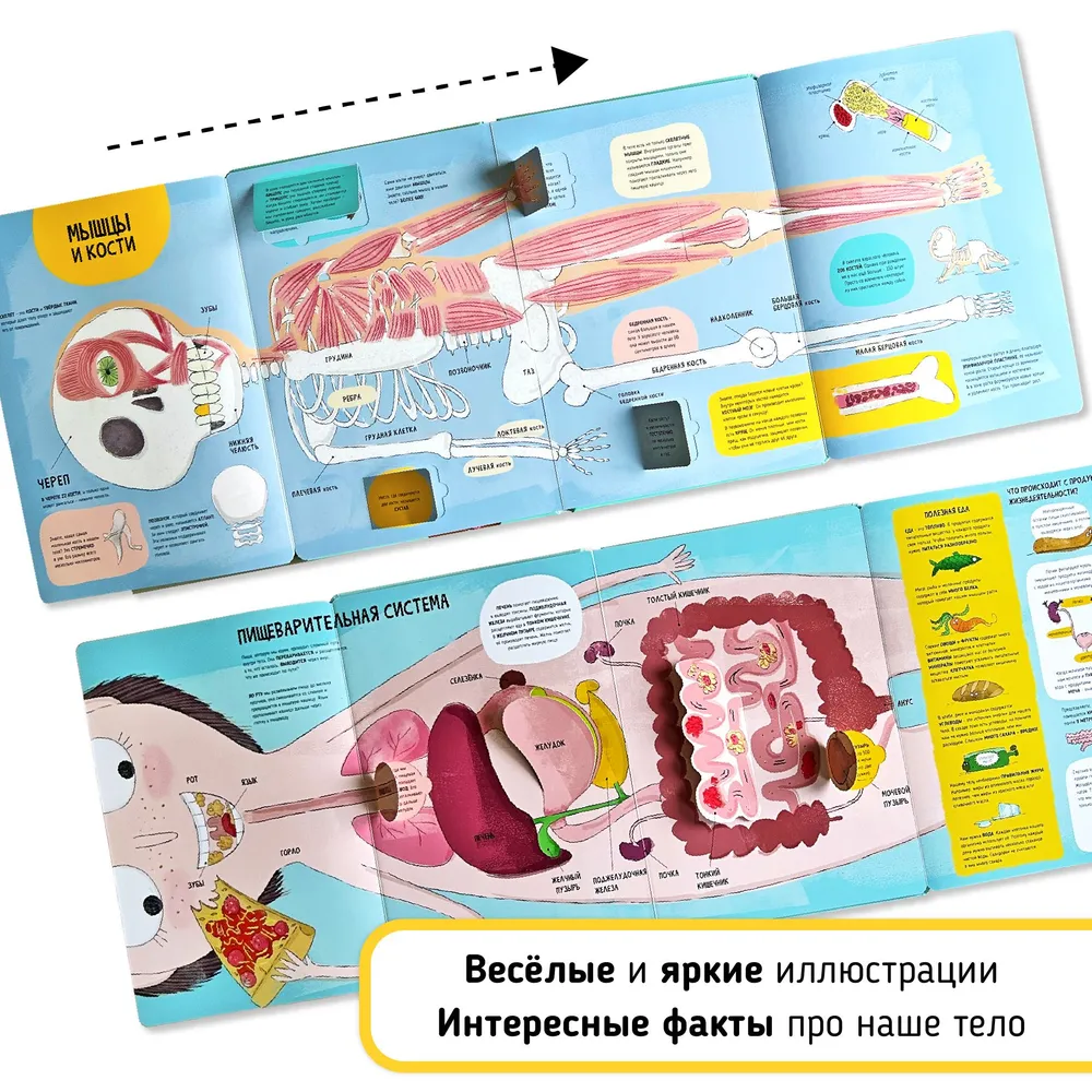 Фото книги Тело человека 5